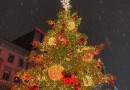 Университет Мендель подарил рождественские деревья городу